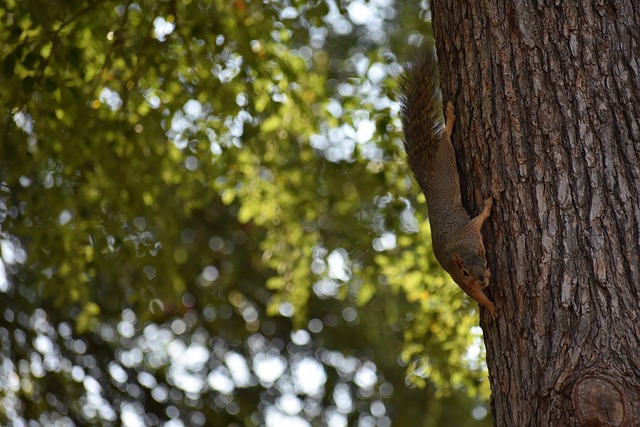 整体的球队 整体的球队